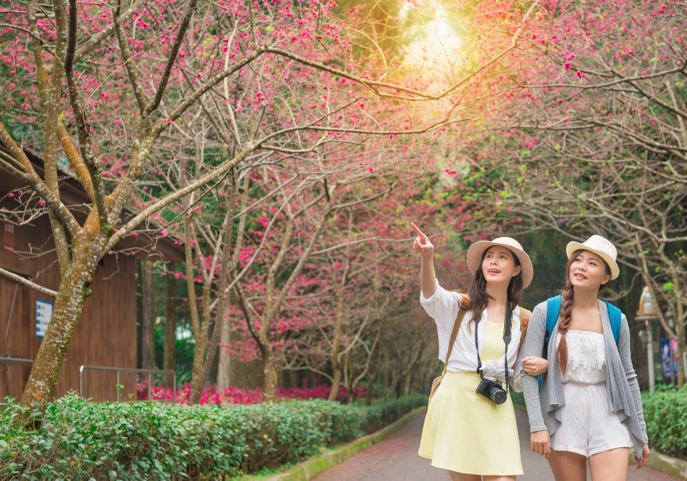 girls-under-trees-gallery Female students walking together through trees