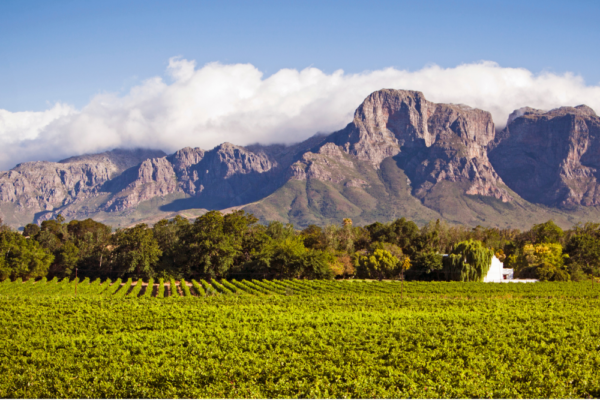 stellenbosch-gallery Stellenbosch, South Africa countryside