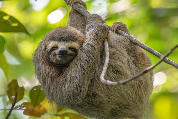 costa_rica_support_1 costa_rica_support_1