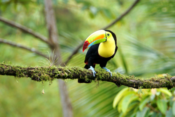 costa_rica_support_5 costa_rica_support_5