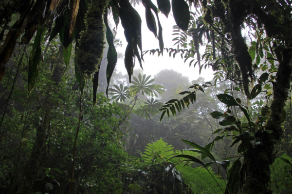 costa_rica_support_9 costa_rica_support_9