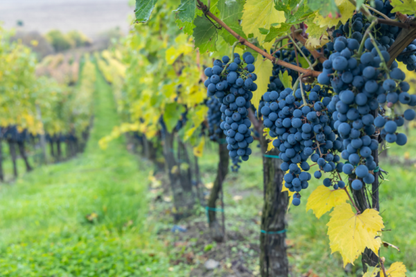 czech_republic_support_7 czech_republic_support_7