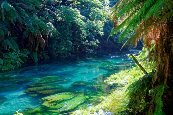 new_zealand_support_11 new_zealand_support_11