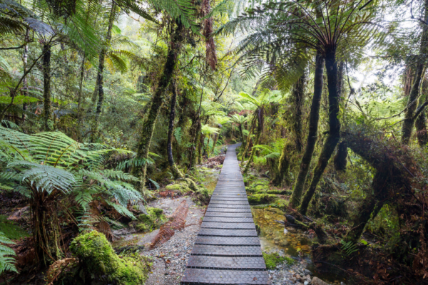 new_zealand_support_5 new_zealand_support_5