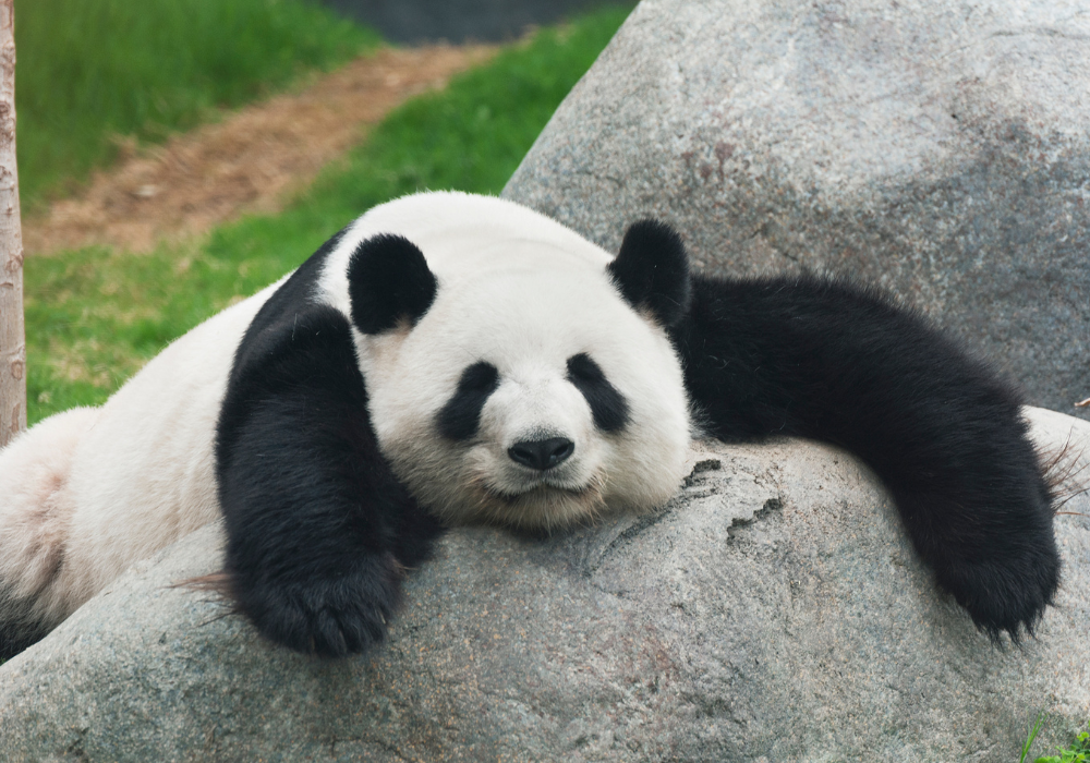 panda-slouching-gallery Panda bear slouching over a rock