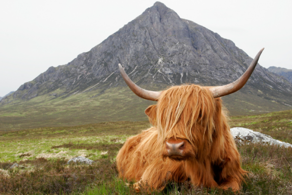 scotland_support_1 scotland_support_1