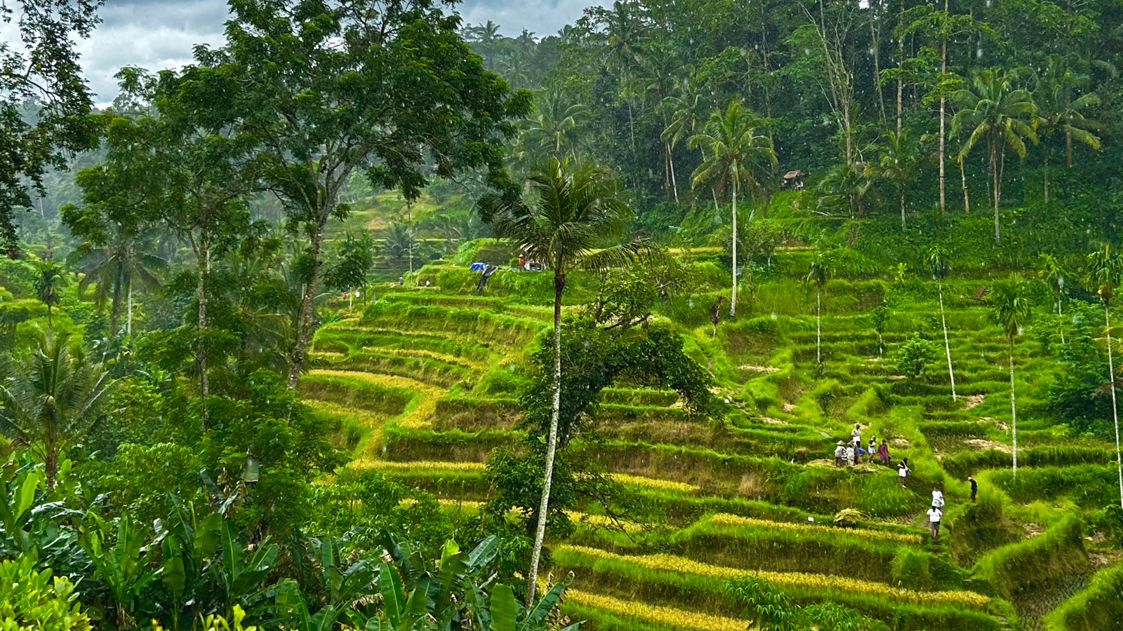 Student Testimonial: A Business & Culture Journey Through Bali